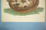 18th century book plate of a hedgehog - TallBoy Interiors