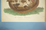 18th century book plate of a hedgehog