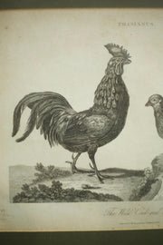 18th century book plate of a cockerel and hen - TallBoy Interiors