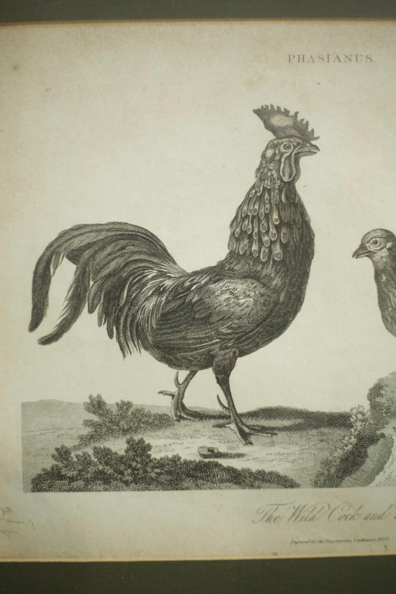 18th century book plate of a cockerel and hen