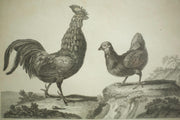 18th century book plate of a cockerel and hen - TallBoy Interiors