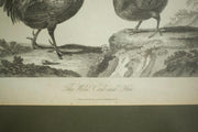 18th century book plate of a cockerel and hen - TallBoy Interiors