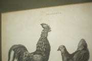 18th century book plate of a cockerel and hen - TallBoy Interiors