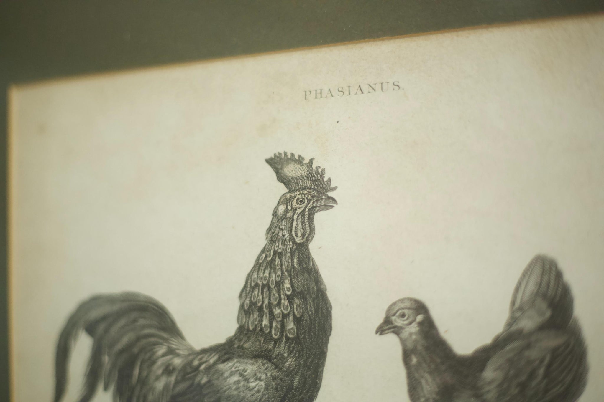 18th century book plate of a cockerel and hen