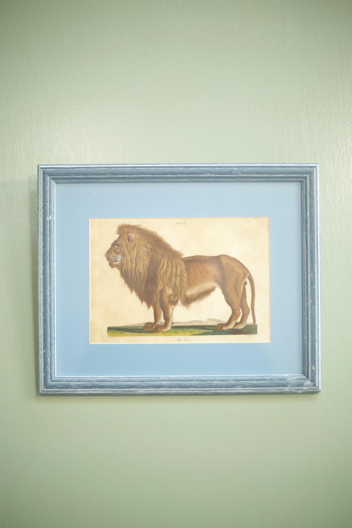 18th century book plate of a lion - TallBoy Interiors