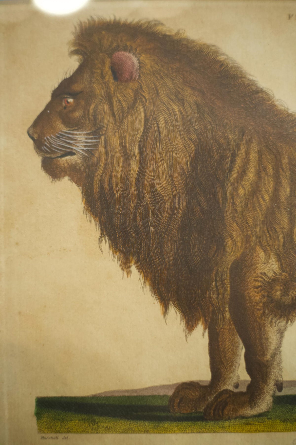 18th century book plate of a lion - TallBoy Interiors