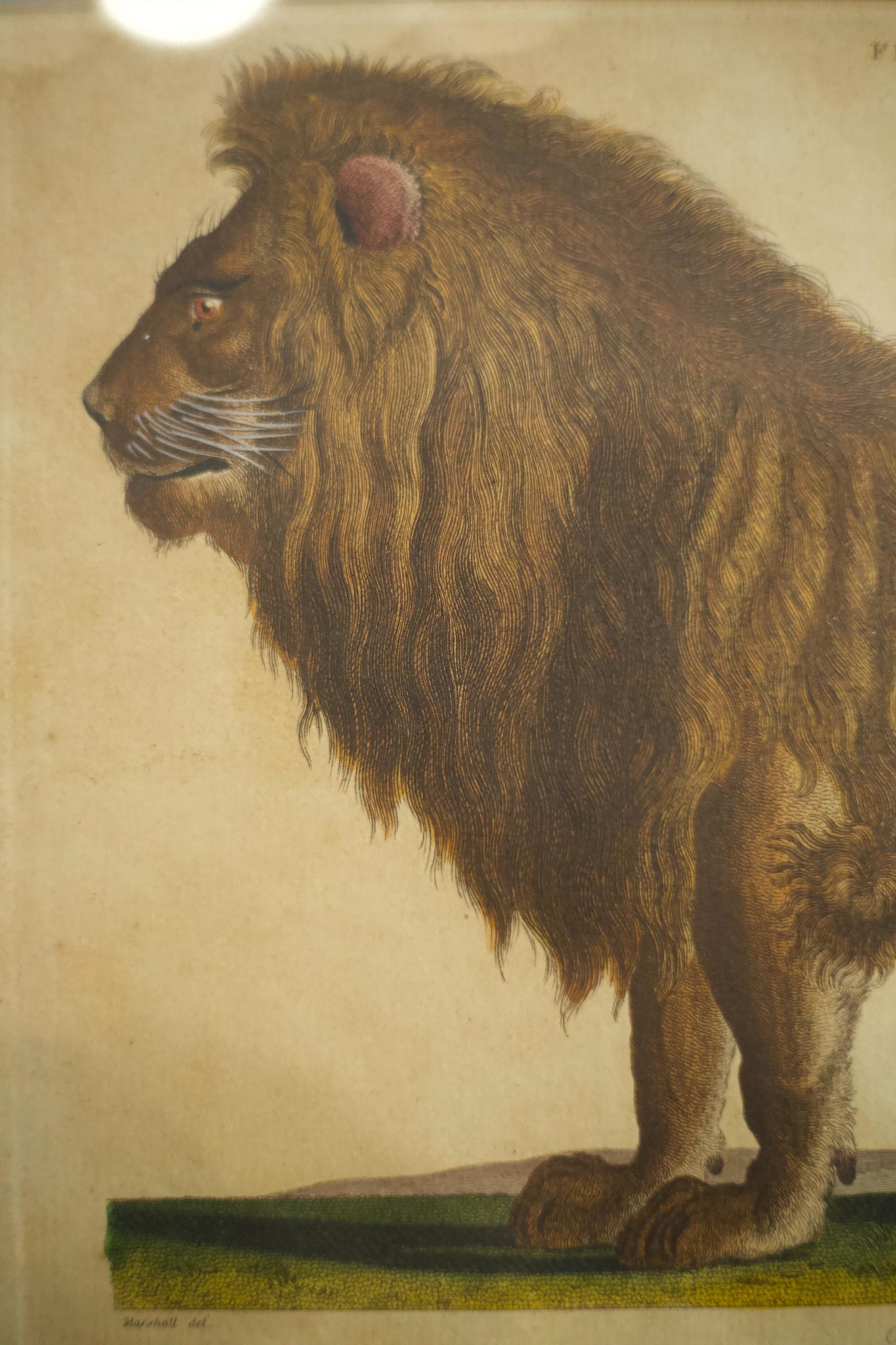 18th century book plate of a lion