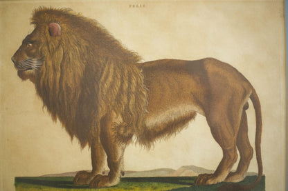 18th century book plate of a lion