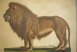 18th century book plate of a lion
