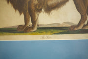 18th century book plate of a lion - TallBoy Interiors