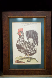 4x 20th century German cockerel prints - TallBoy Interiors
