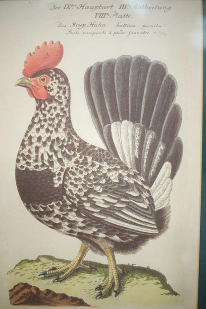 4x 20th century German cockerel prints