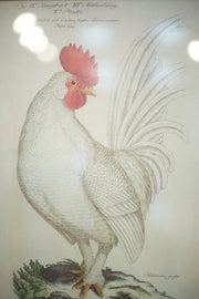 4x 20th century German cockerel prints - TallBoy Interiors