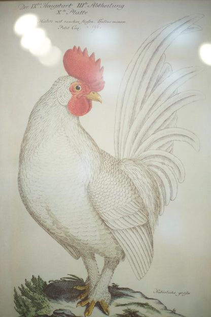 4x 20th century German cockerel prints