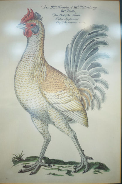 4x 20th century German cockerel prints
