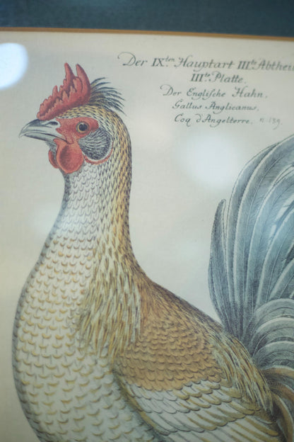 4x 20th century German cockerel prints