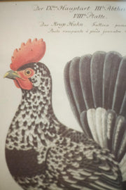 4x 20th century German cockerel prints - TallBoy Interiors