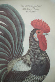 4x 20th century German cockerel prints - TallBoy Interiors