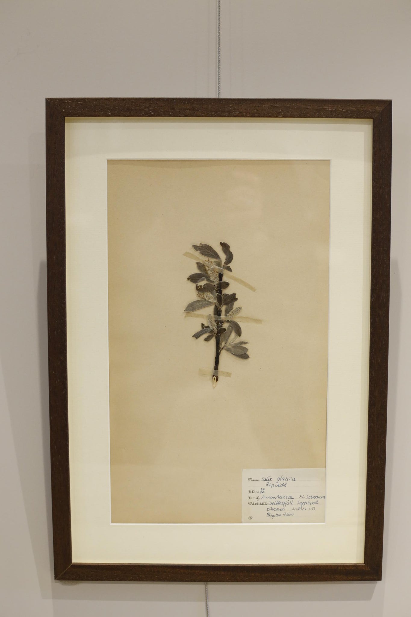 20th century Swedish Herbarium pressed flower page #1