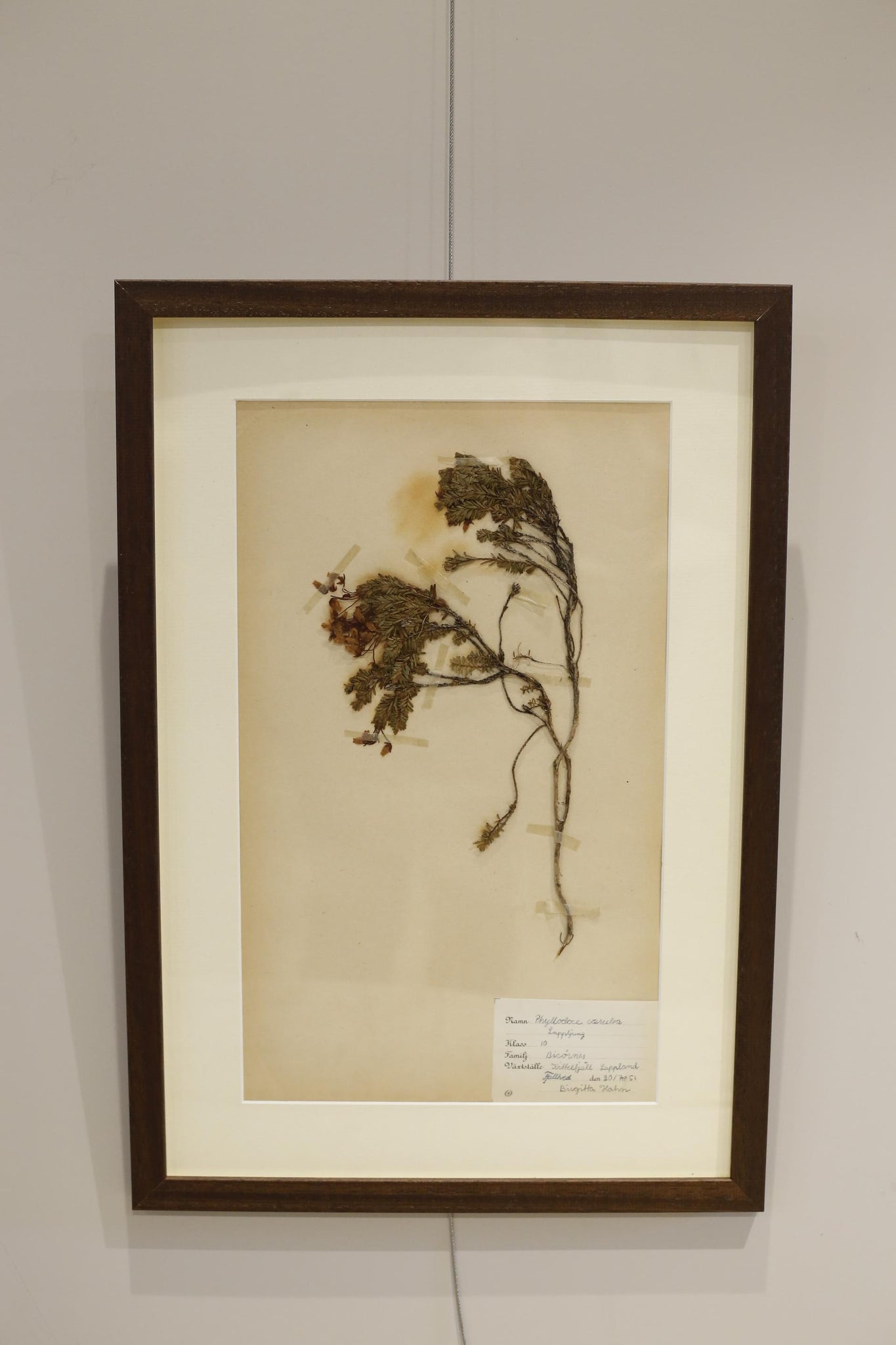 20th century Swedish Herbarium pressed flower page #2