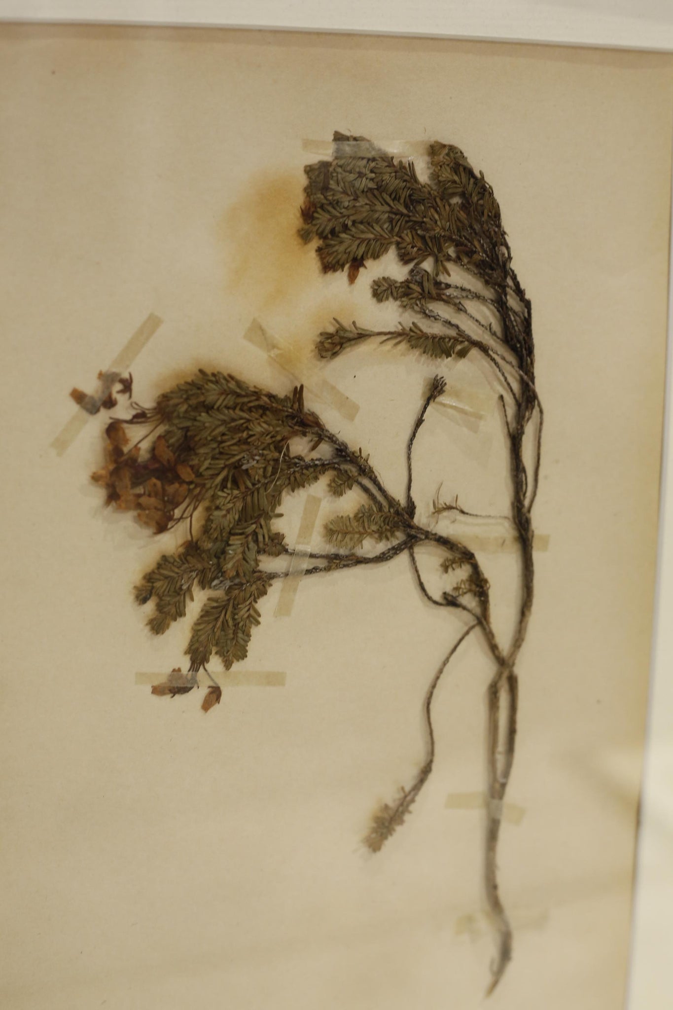 20th century Swedish Herbarium pressed flower page #2