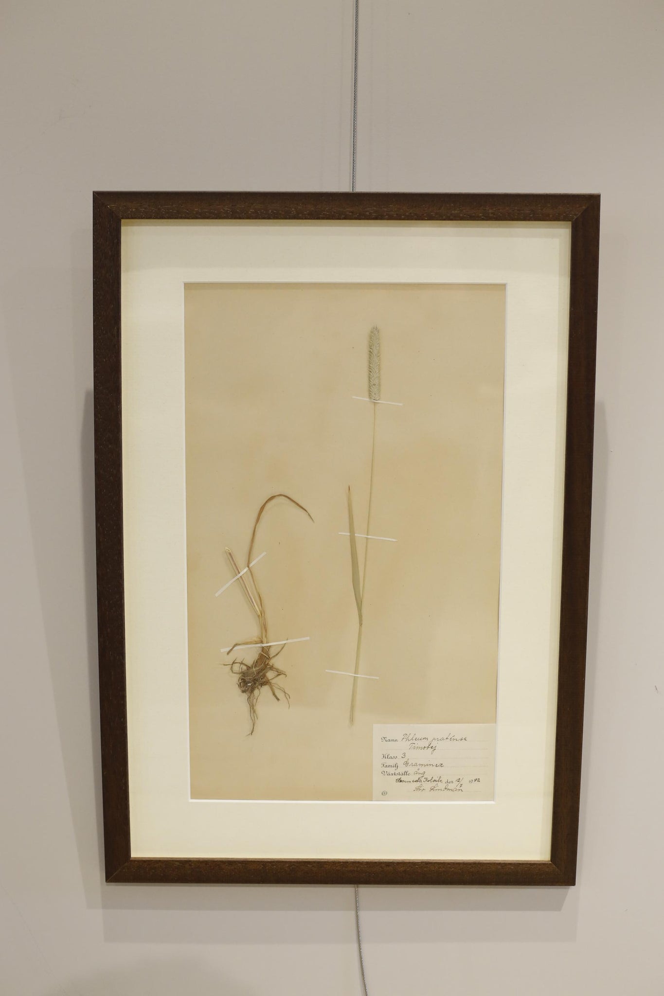 20th century Swedish Herbarium pressed flower page #3