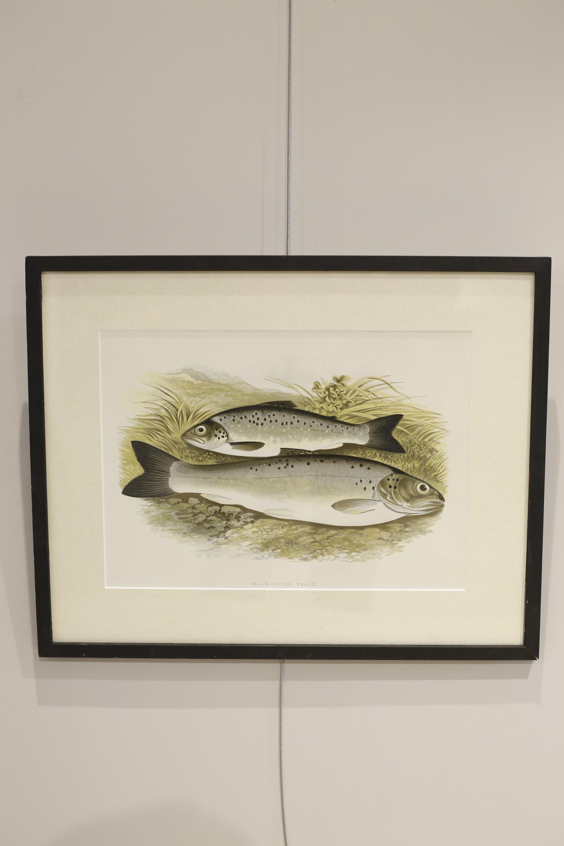 19th century British fresh water fish book plate-Trout – TallBoy Interiors