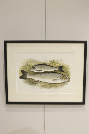 19th century British fresh water fish book plate-Trout