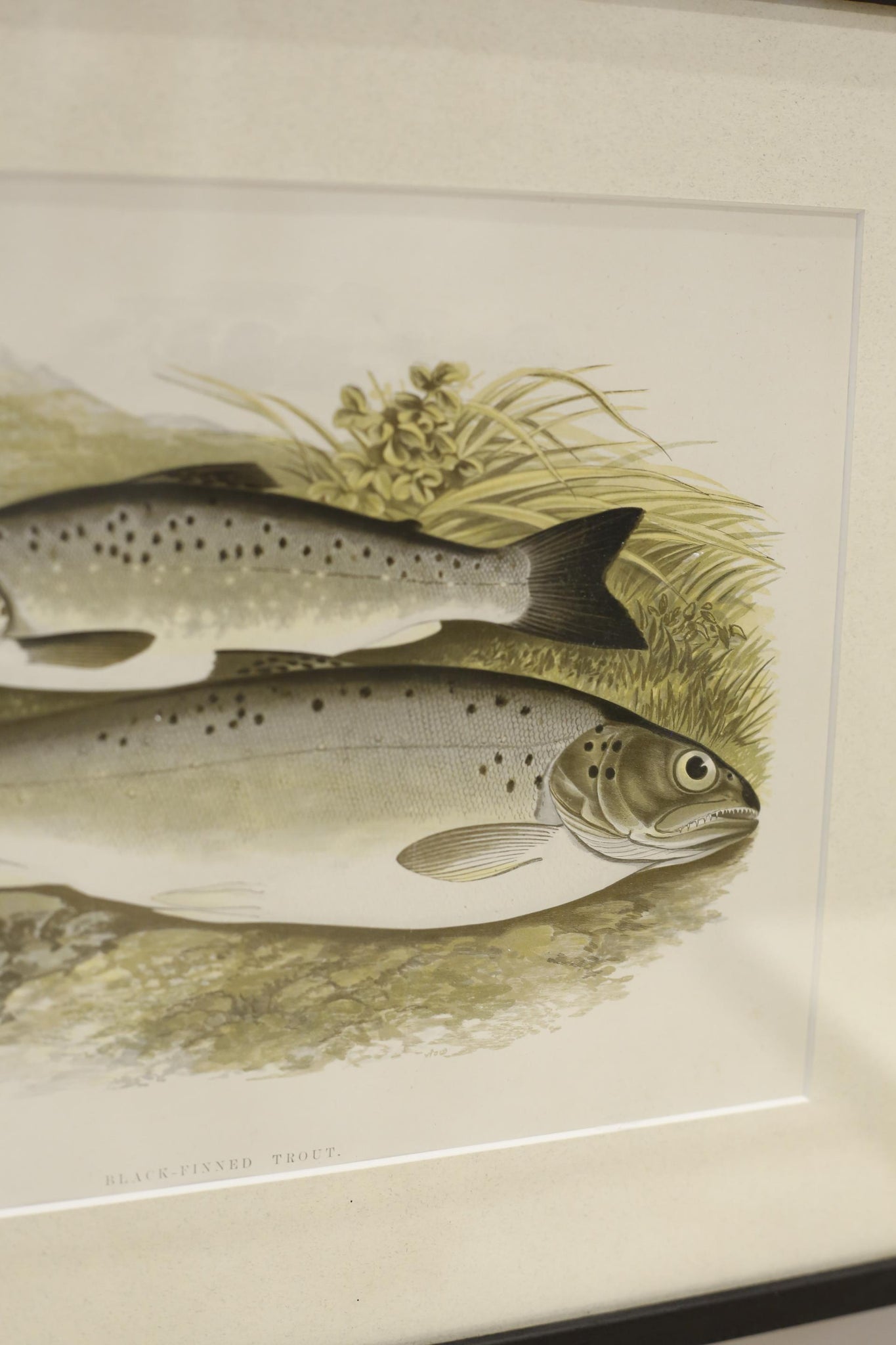 19th century British fresh water fish book plate-Trout