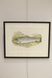 19th century British fresh water fish book plate-Salmon
