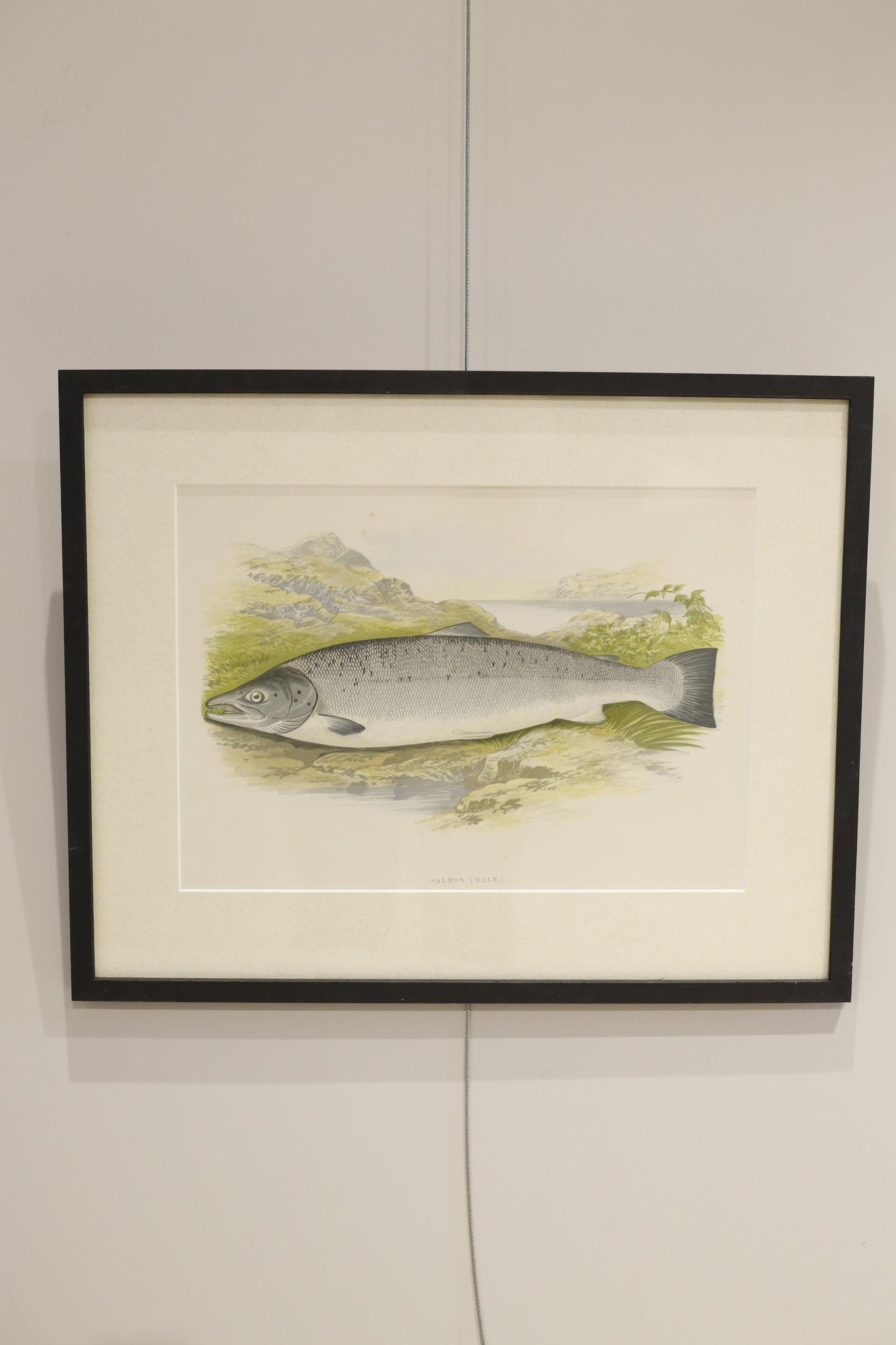 19th century British fresh water fish book plate-Salmon