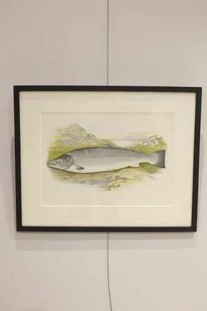 19th century British fresh water fish book plate-Salmon