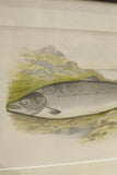 19th century British fresh water fish book plate-Salmon