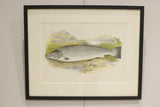 19th century British fresh water fish book plate-Salmon