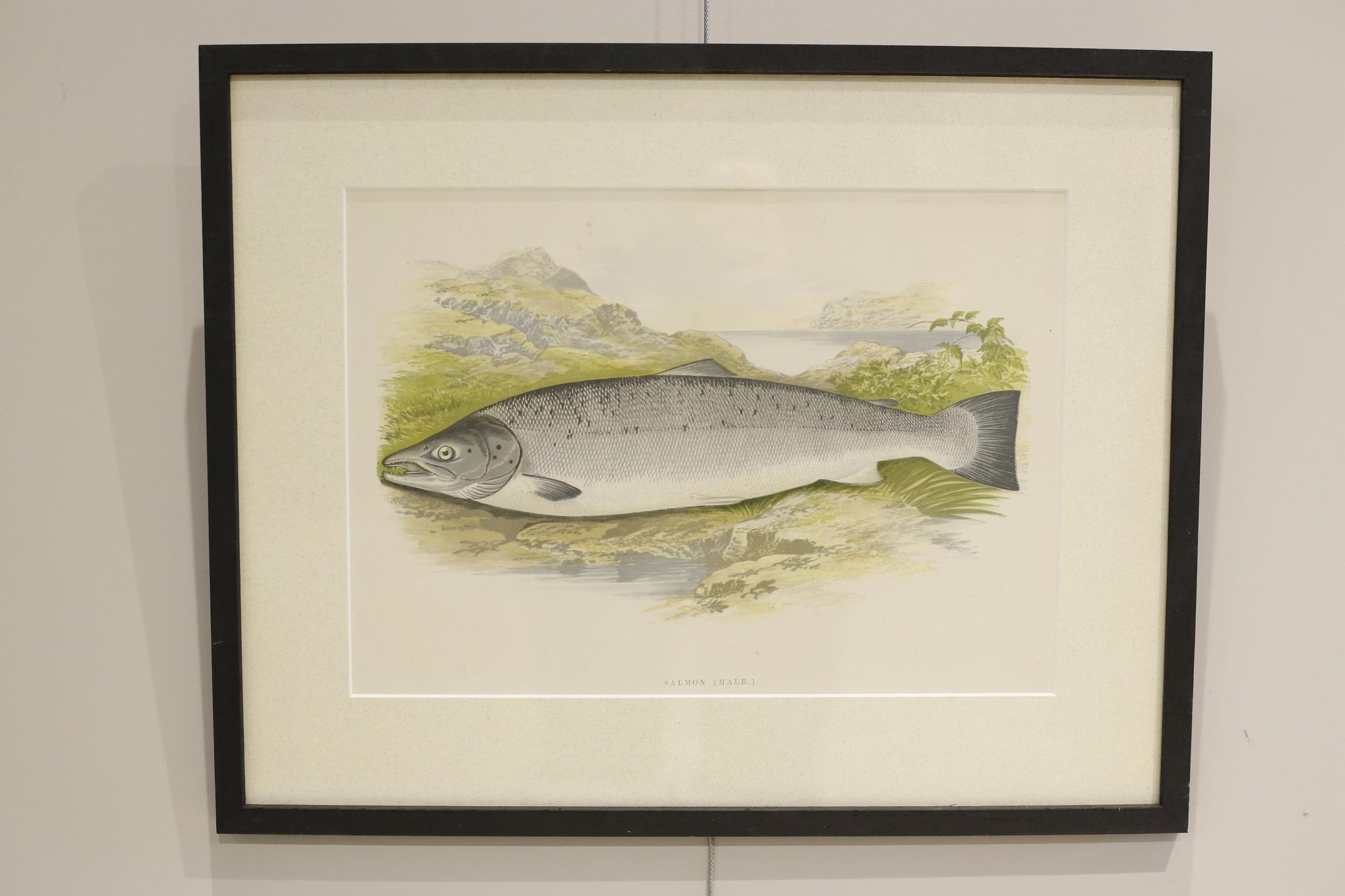 19th century British fresh water fish book plate-Salmon