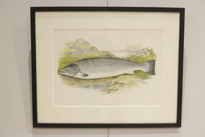 19th century British fresh water fish book plate-Salmon
