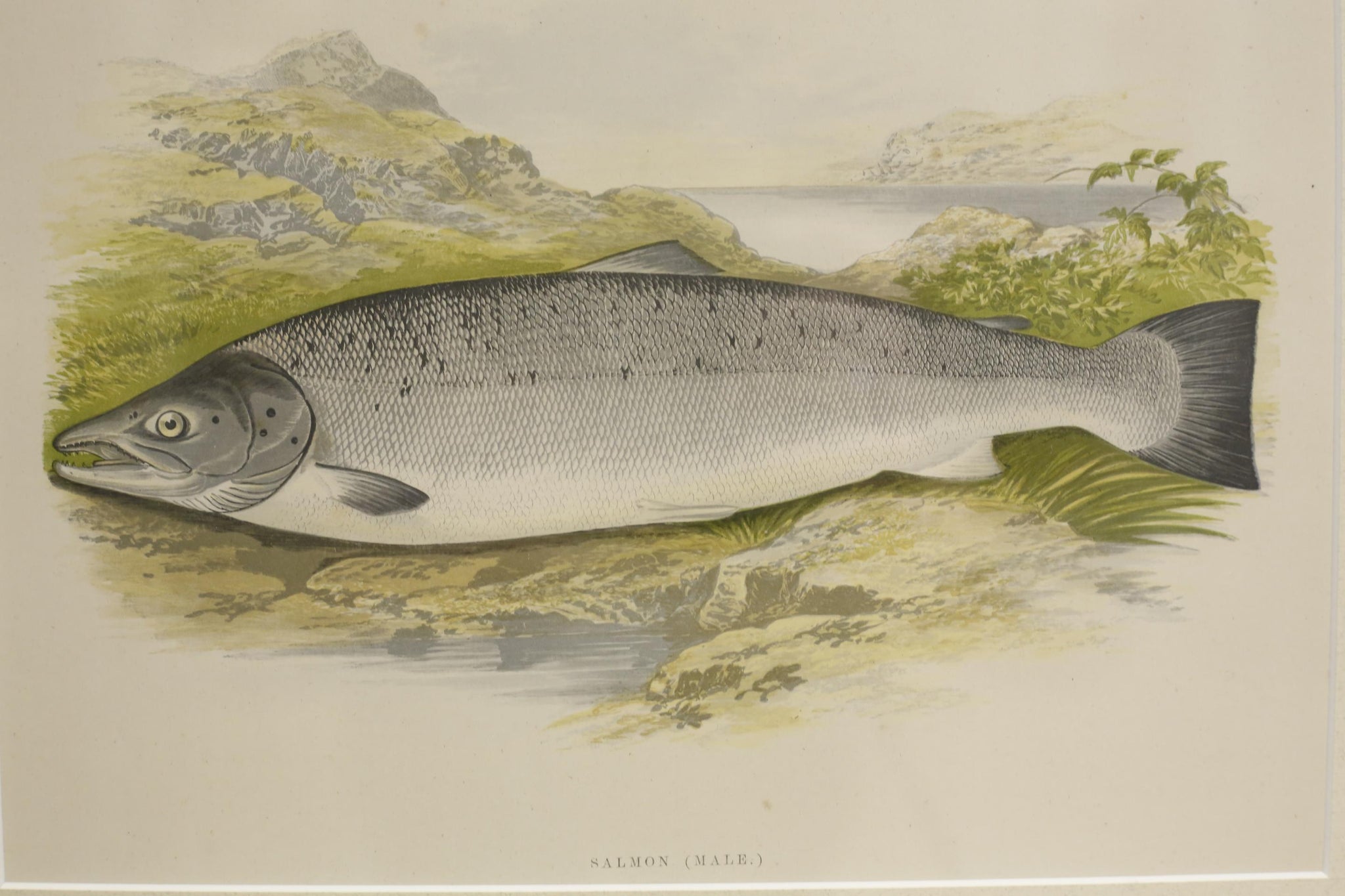 19th century British fresh water fish book plate-Salmon