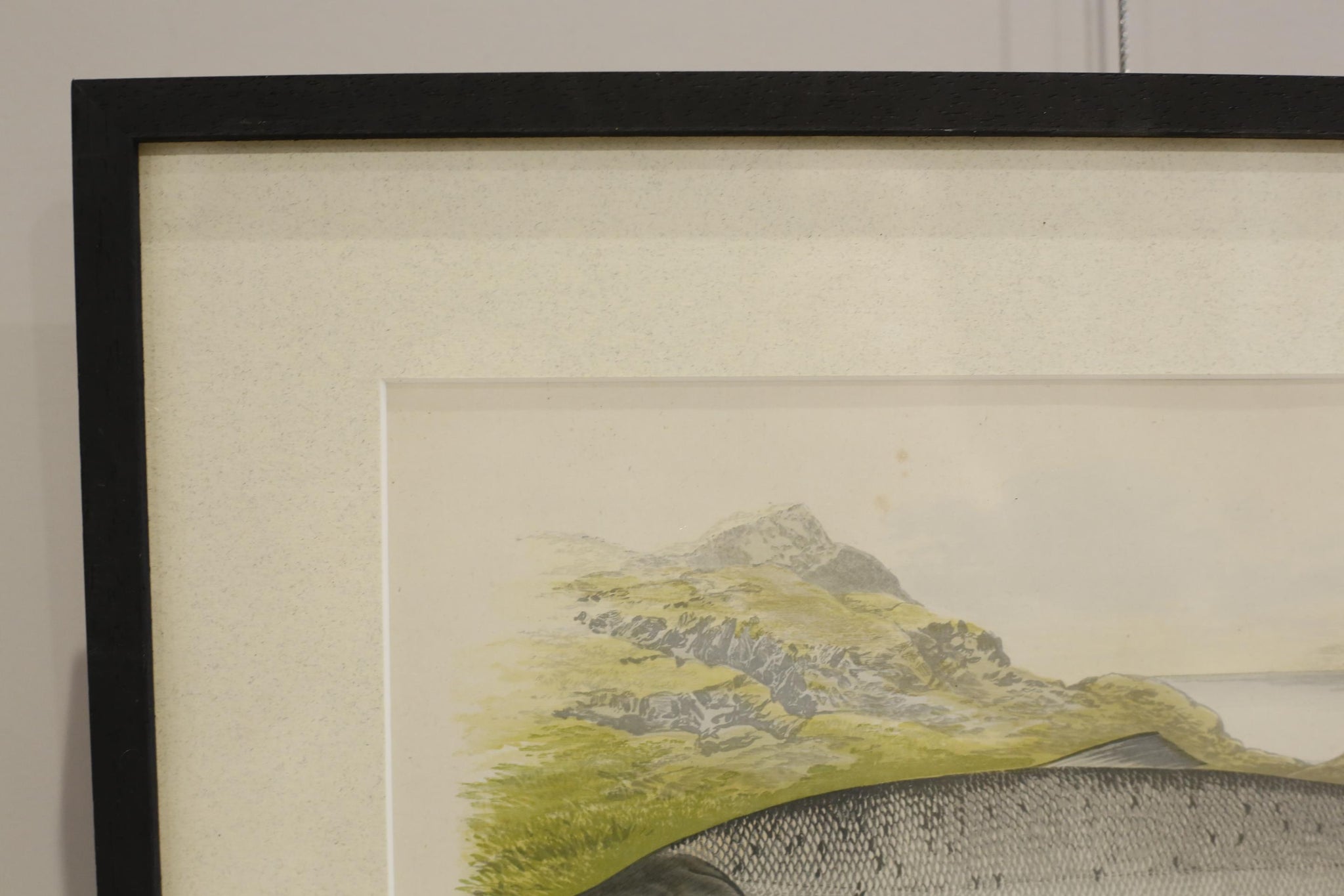 19th century British fresh water fish book plate-Salmon
