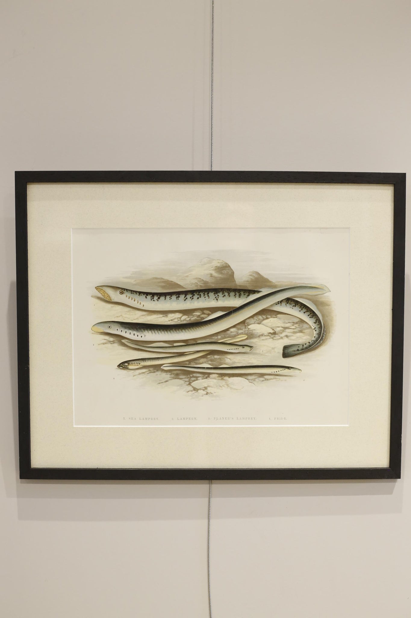 19th century British fresh water fish book plate-Lamprey