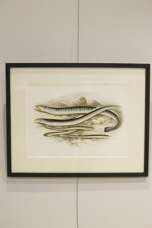 19th century British fresh water fish book plate-Lamprey