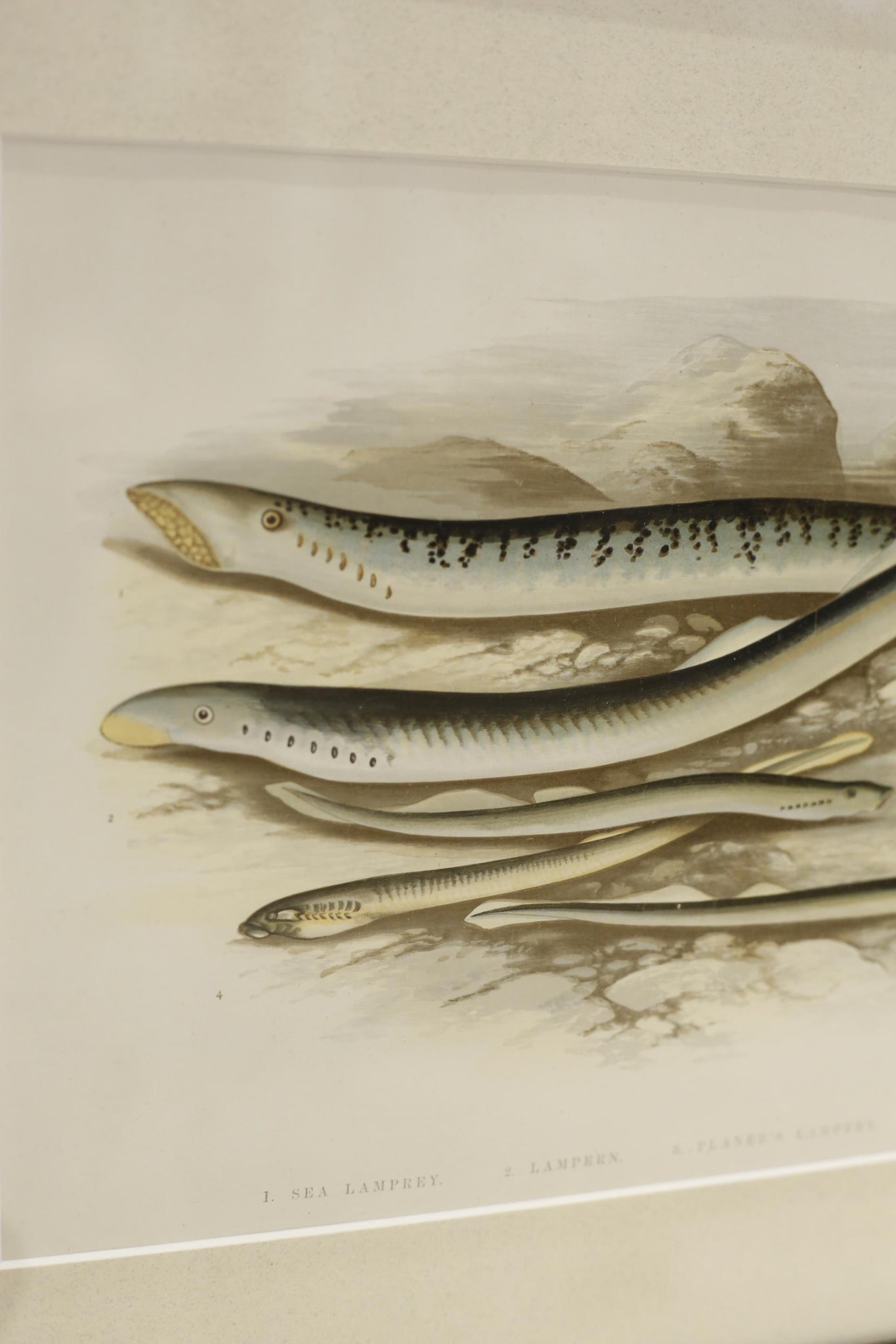 19th century British fresh water fish book plate-Lamprey