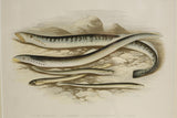 19th century British fresh water fish book plate-Lamprey