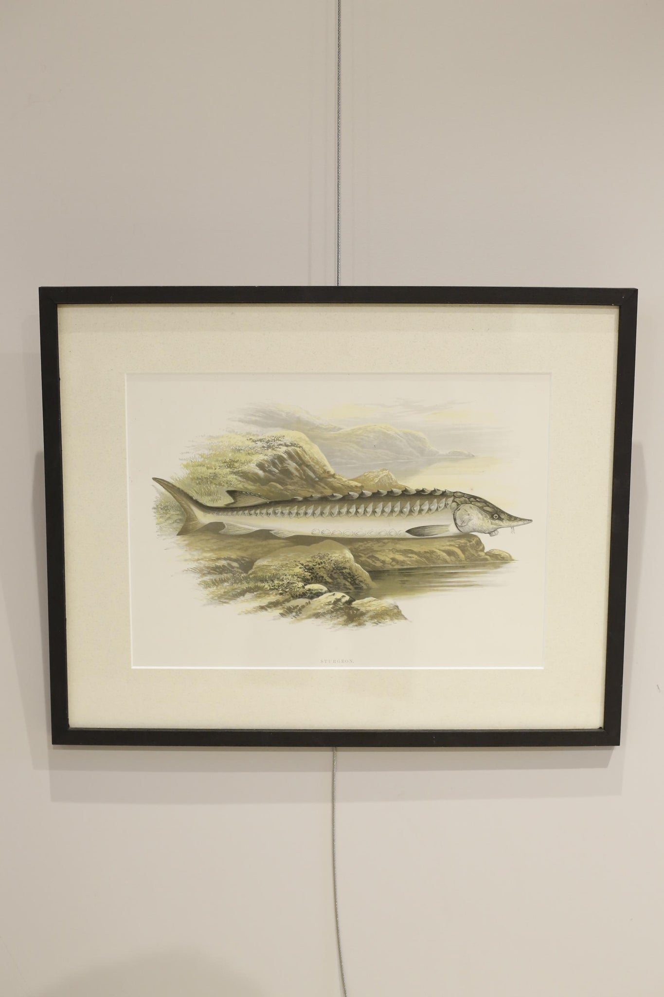 19th century British fresh water fish book plate-Sturgeon