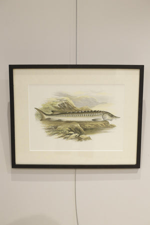 19th century British fresh water fish book plate-Sturgeon