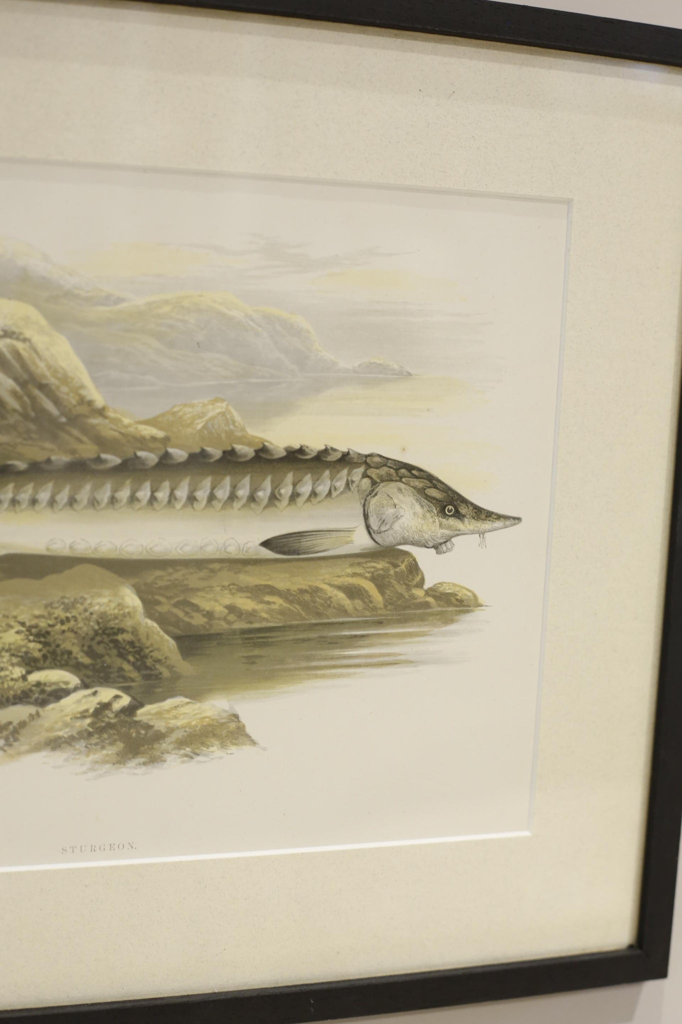 19th century British fresh water fish book plate-Sturgeon