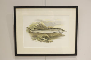 19th century British fresh water fish book plate-Sturgeon