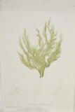 Henry Bradbury Seaweed print #1