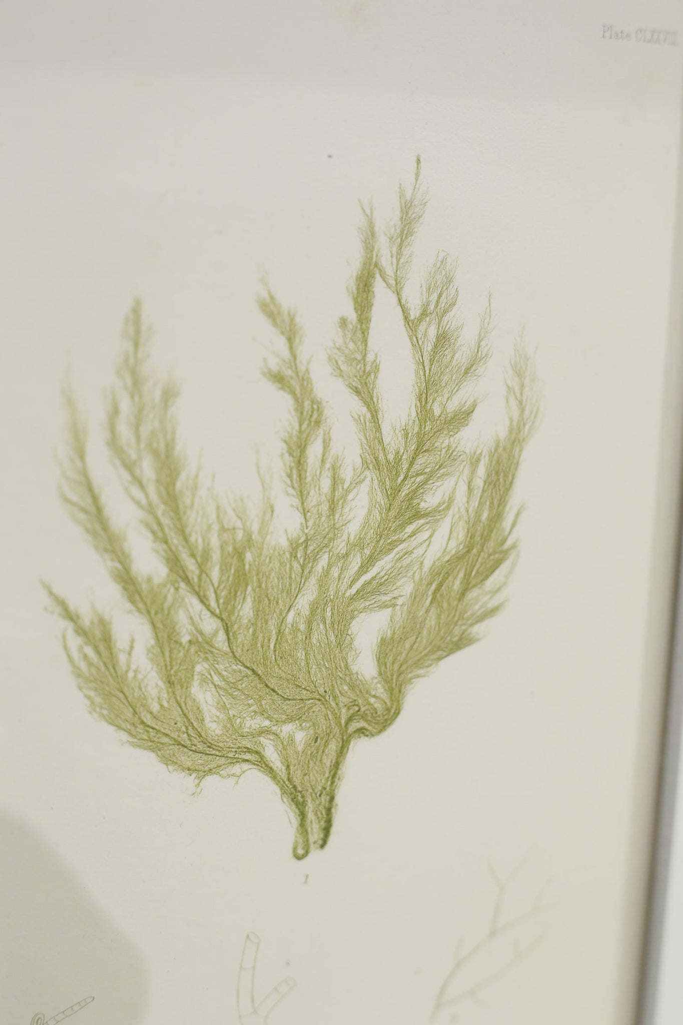 Henry Bradbury Seaweed print #1