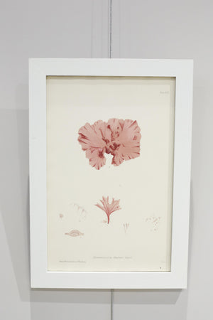 Henry Bradbury Seaweed print #2