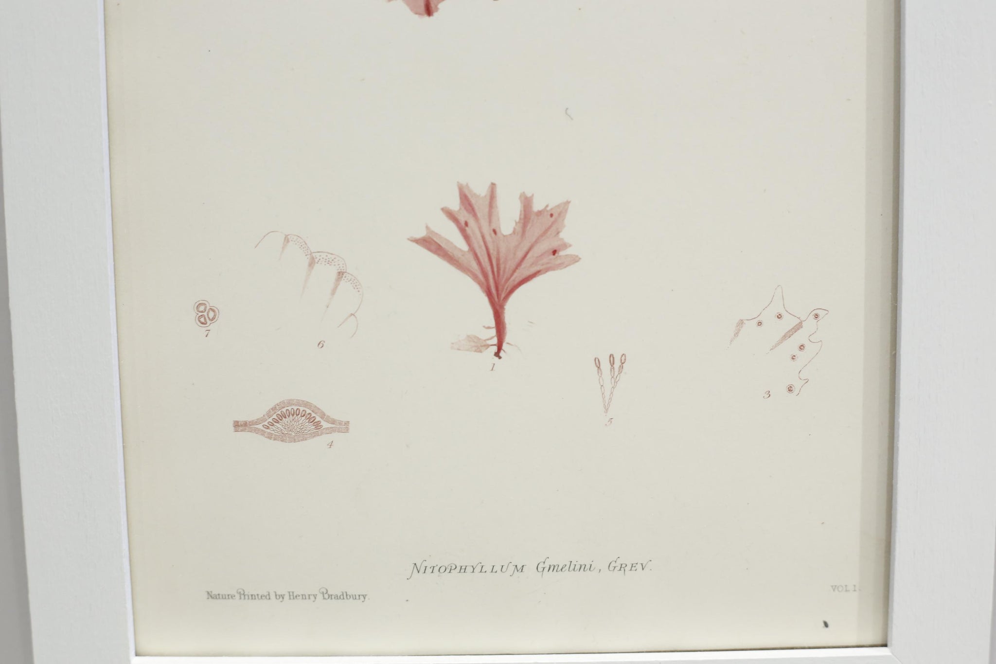 Henry Bradbury Seaweed print #2